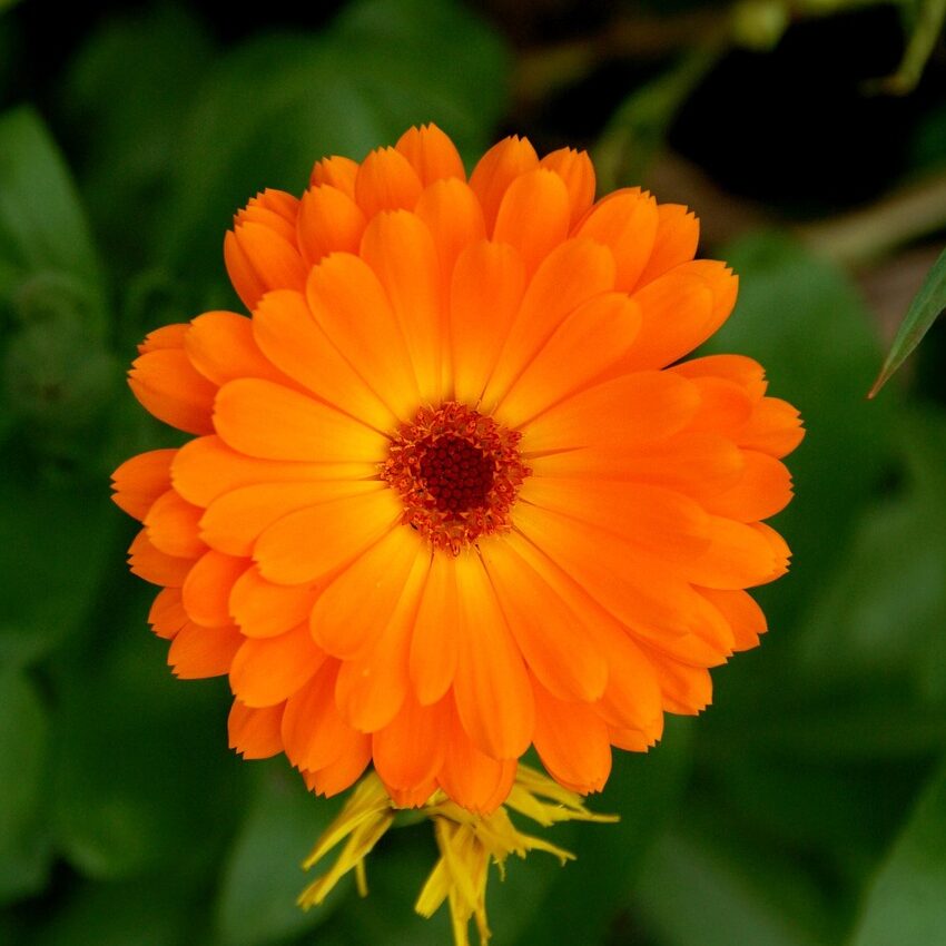 marigold, orange flower, bloom, nature, garden, close up