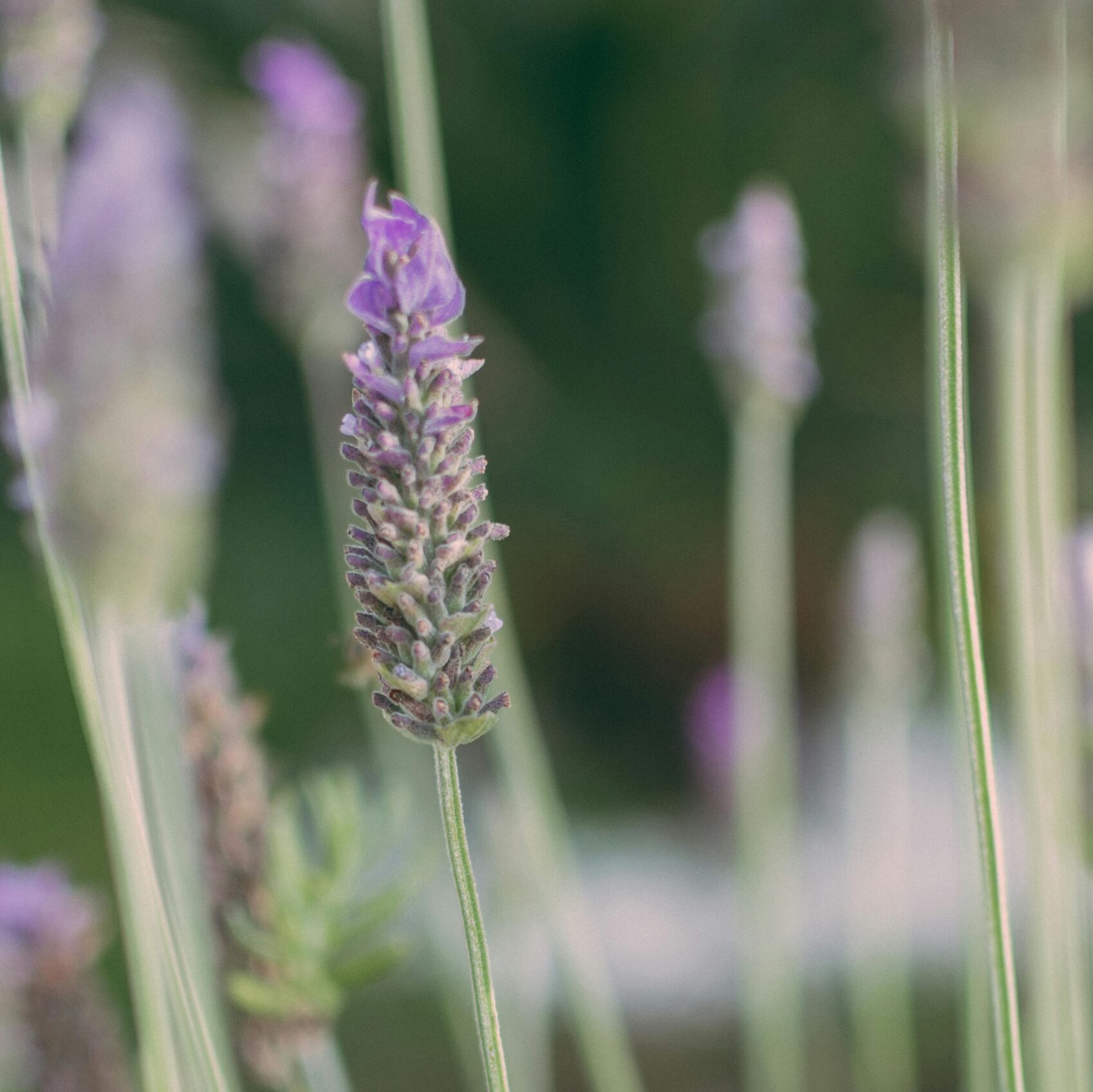 Beautiful close-up of lavender stems showing delicate purple flowers in a soft, natural focus.
